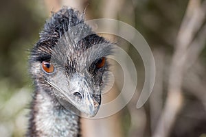 Wild emu close up portrait