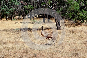 Wild emu Flinders Ranges, South Australia photo