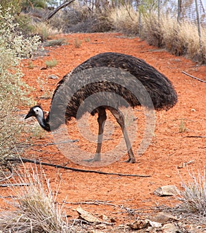 Wild emu in the red Outback of Australia, near Ayers Rock