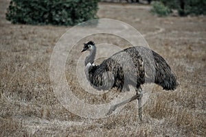 Wild Emu roaming in Serendipity Sanctuary, Lara, Victoria, Australia photo