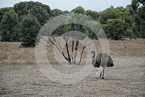 Wild Emu wandering in Serendipity Sanctuary, Lara, Victoria, Australia