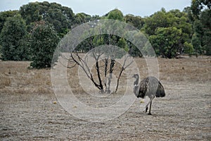 Wild Emu wandering in Serendipity Sanctuary, Lara, Victoria, Australia photo