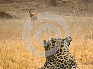 Wild Encounter: Leopard and Deer in Indian Grasslands