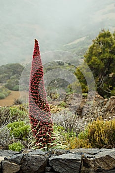 Wild Endemic beautiful flower Tajinaste rojo Echium wildpretii near road line. Teide National Park, Tenerife, Canary Islands,