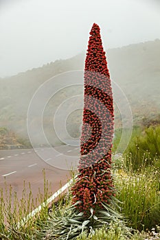 Wild Endemic beautiful flower Tajinaste rojo - Echium wildpretii - near road line. Teide National Park, Tenerife, Canary Islands,