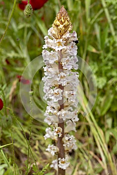 Wild endemic flower; Orobanche plant in nature