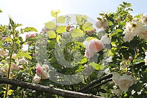 Wild English garden with pale pink roses and hazel. Old Rose Garden