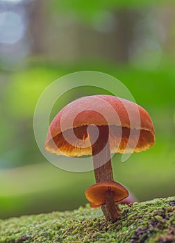 Wild enoki mushrooms - Flammulina Velutipes, two mushrooms growing in the forest