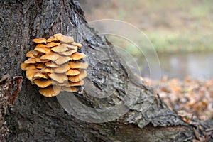 Wild enokitake or golden needle mushroom (Flammulina velutipes) on a tree bark