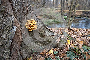 Wild enokitake or golden needle mushroom (Flammulina velutipes) on a tree bark