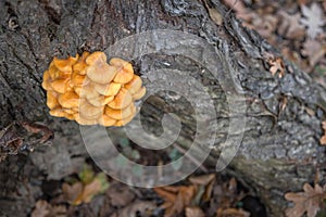 Wild enokitake or golden needle mushroom (Flammulina velutipes) on a tree bark