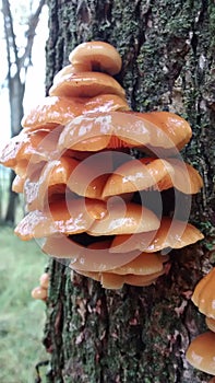 Wild Enokitake Mushroom