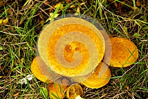 Wild Enokitake mushrooms in meadow