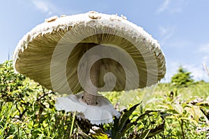 Wild enormous mushroom - roe deer in the mountain on the way to Eho hut