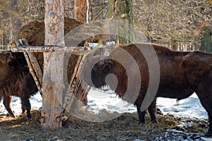Wild Eurasian bisons wisents eat