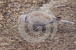 Wild Eurasian collared dove bird Streptopelia decaocto walking along the park in Burgas, Bulgaria