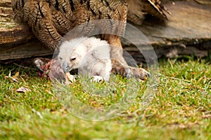 Wild Eurasian Eagle Owl chick outside The white chick is unstable eating a piece of meat. The six-day-old bird is