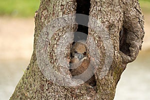 Wild Eurasian eagle owl chick. Six weeks old bird sits in a hollow tree. The orange eyes look at you. Newborn bird