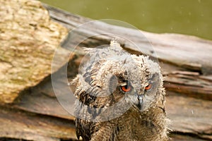 Wild Eurasian Eagle Owl head. sits outside on a tree trunk in the rain. Red-eyed, six-week-old bird of prey. raining