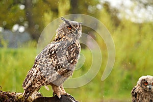 Wild Eurasian Eagle Owl sits outside on a tree trunk in the rain. Red-eyed. in background a part of a six-week-old bird of prey.