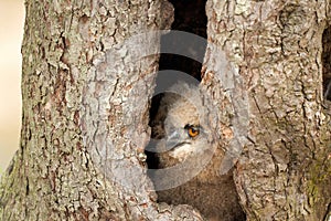 Wild Eurasian eagle owl, six weeks old bird sits in a hollow tree. The orange eyes look to the left