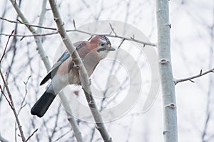 Eurasian Jay