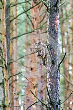 Wild Europaean Long eared Owl