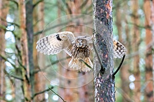 Wild Europaean Long eared Owl Asio otus,