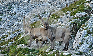 Wild european alpine ibex in nature environment