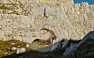 Wild european alpine ibex in nature environment