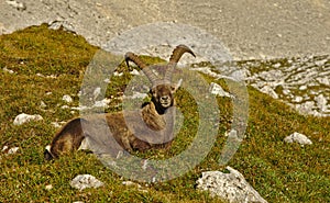 Wild european alpine ibex in nature environment