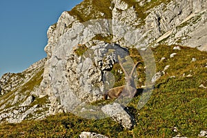 Wild european alpine ibex in nature environment