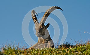 Wild european alpine ibex in nature environment