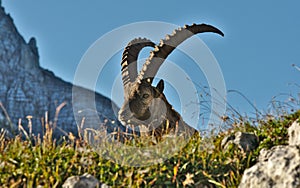 Wild european alpine ibex in nature environment