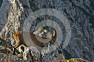 Wild european alpine ibex in nature environment