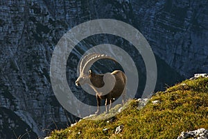 Wild european alpine ibex in nature environment