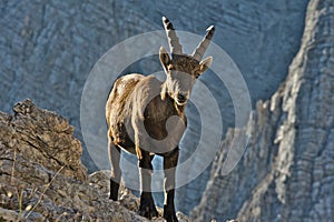 Wild european alpine ibex in nature environment