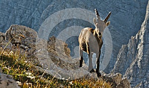 Wild european alpine ibex in nature environment