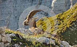 Wild european alpine ibex in nature environment