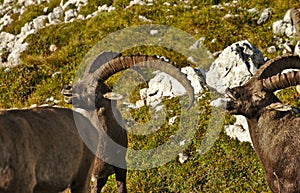 Wild european alpine ibex in nature environment