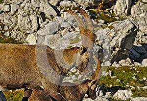 Wild european alpine ibex in nature environment