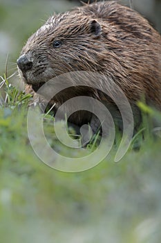 Wild european beaver in the beautiful nature habitat in Czech Republic