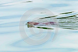Wild European Beaver Swimming in Water Castor fiber