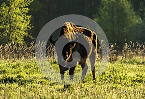 Wild European bison bull in Bialowieza