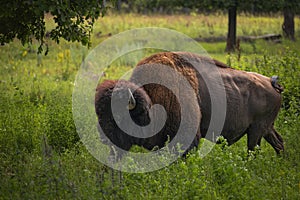 Wild European bison bull walking in a forest reserve close-up.