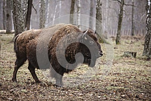 Wild european bison in the forest, reserve