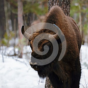 Wild European Bison in Winter Forest. European bison - Bison bonasus, artiodactyl mammals of the genus bison. Portrait