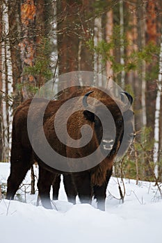 Wild European Bison in Winter Forest. European bison - Bison bonasus, artiodactyl mammals of the genus bison. Portrait