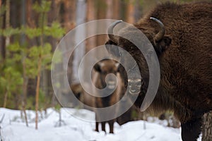 Wild European Bison in Winter Forest. European bison - Bison bonasus, artiodactyl mammals of the genus bison. Portrait