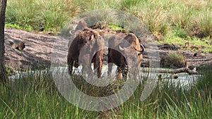 Wild European bison or Wisent Bison bonasus in National Park Belovezhskaya Pushcha